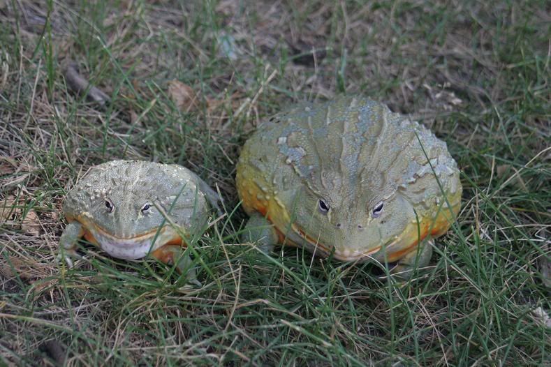 dwarf pixie frog vs giant pixie frog ClubFauna Pet Forum