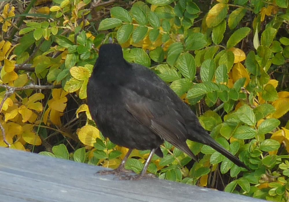 Vogel1.jpg?t=1288020720