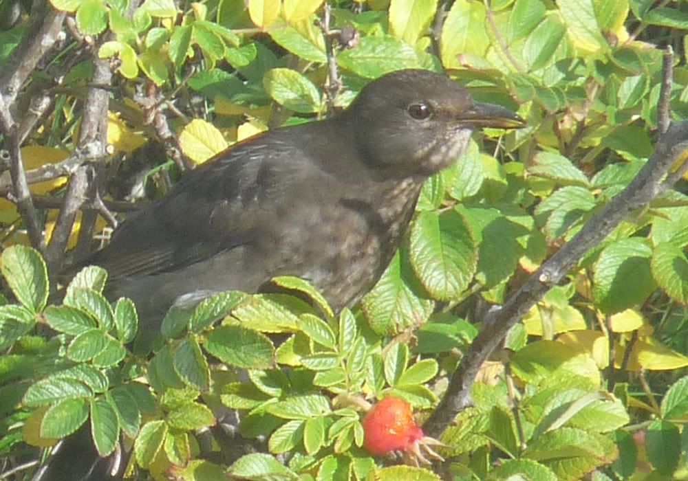 Vogel2.jpg?t=1288020691