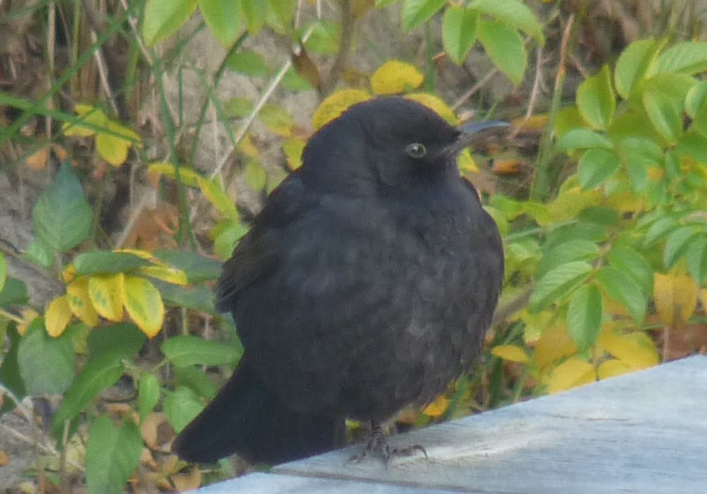 Vogel3.jpg?t=1288020749