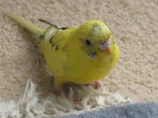 IMG_0498-1.jpg?t=1223034177