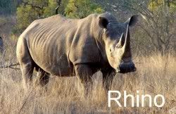 rhino