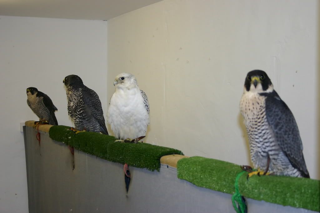 screen perch page 4 falconry forum iff screen perch page 4 falconry forum iff