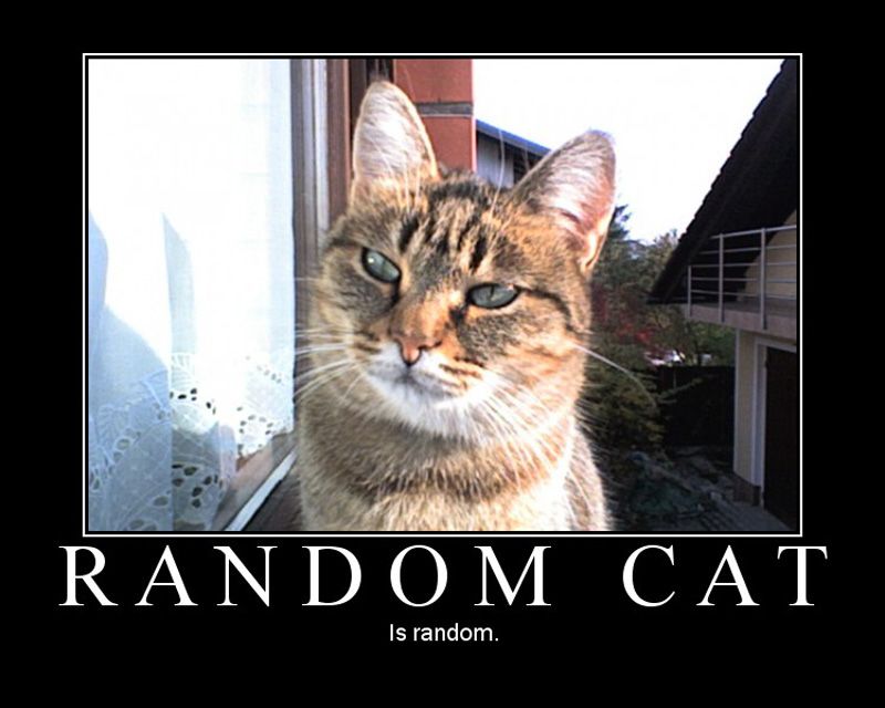 randomcat.jpg