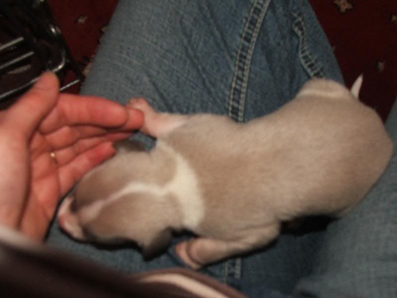 Puppies23rdMarch11days006.jpg