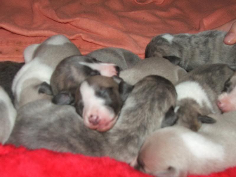 Puppies23rdMarch11days009.jpg