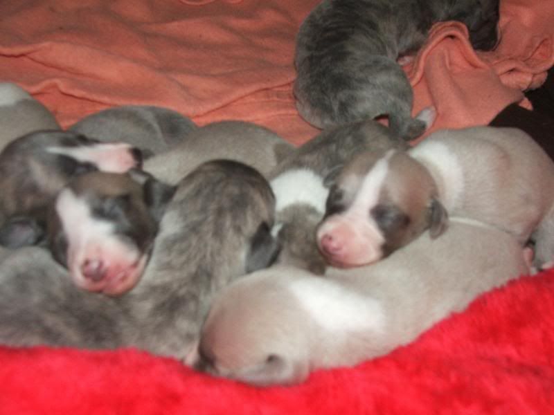 Puppies23rdMarch11days010.jpg