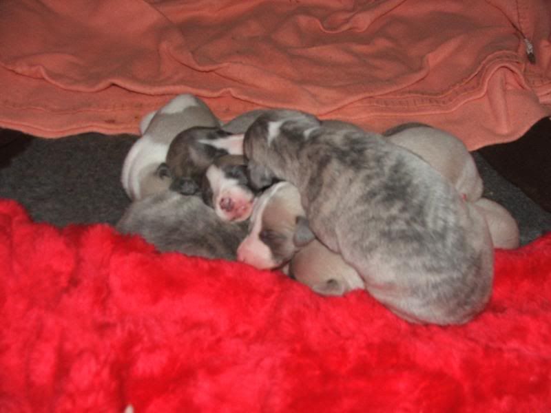 Puppies23rdMarch11days012.jpg