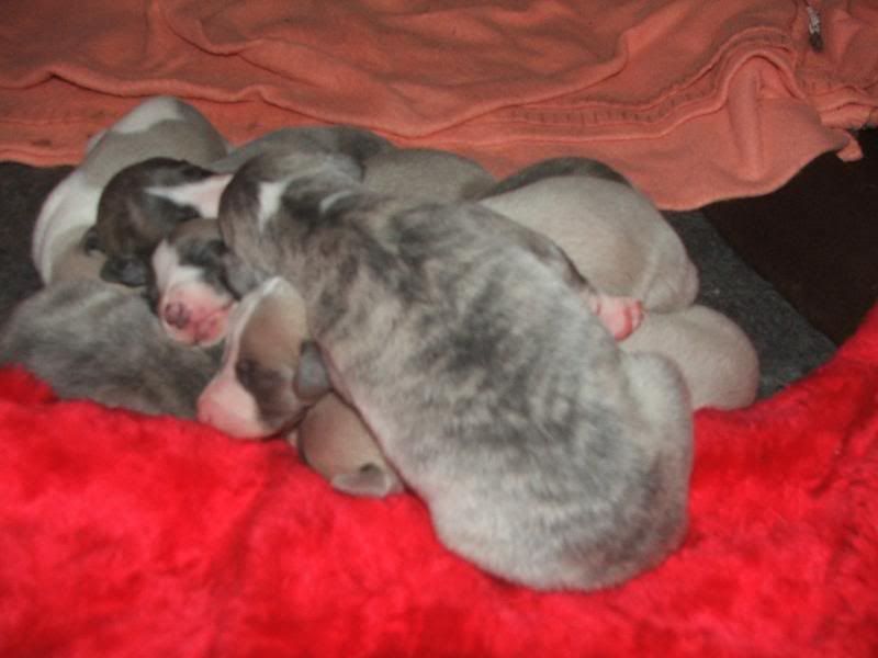 Puppies23rdMarch11days013.jpg