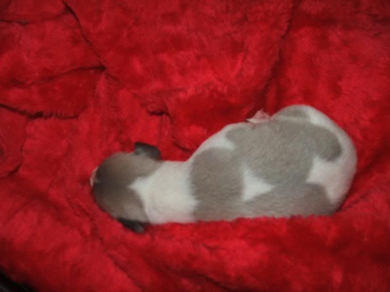 Puppies23rdMarch11days014.jpg