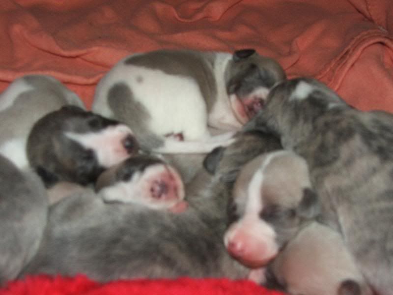 Puppies23rdMarch11days015.jpg