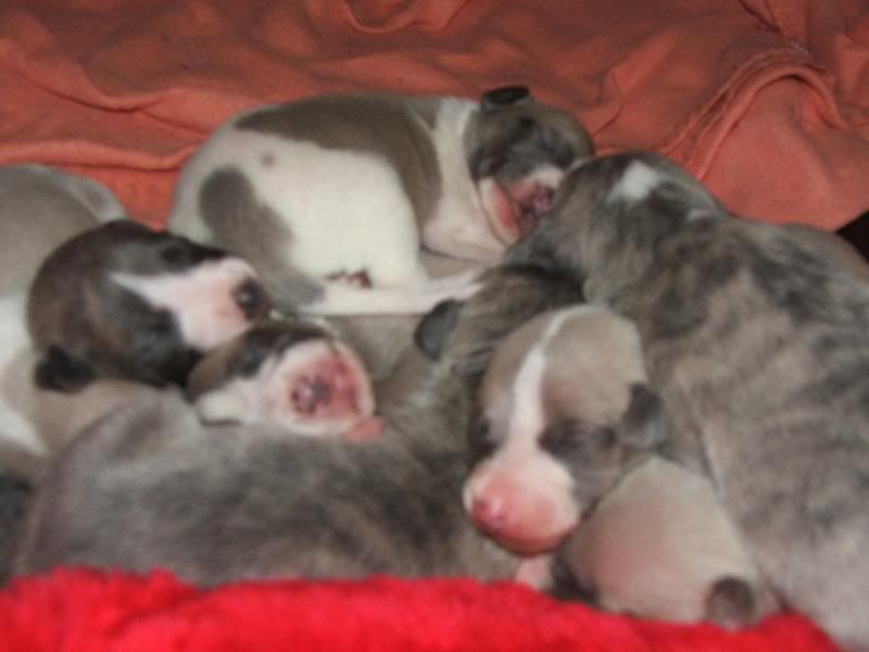 Puppies23rdMarch11days016.jpg