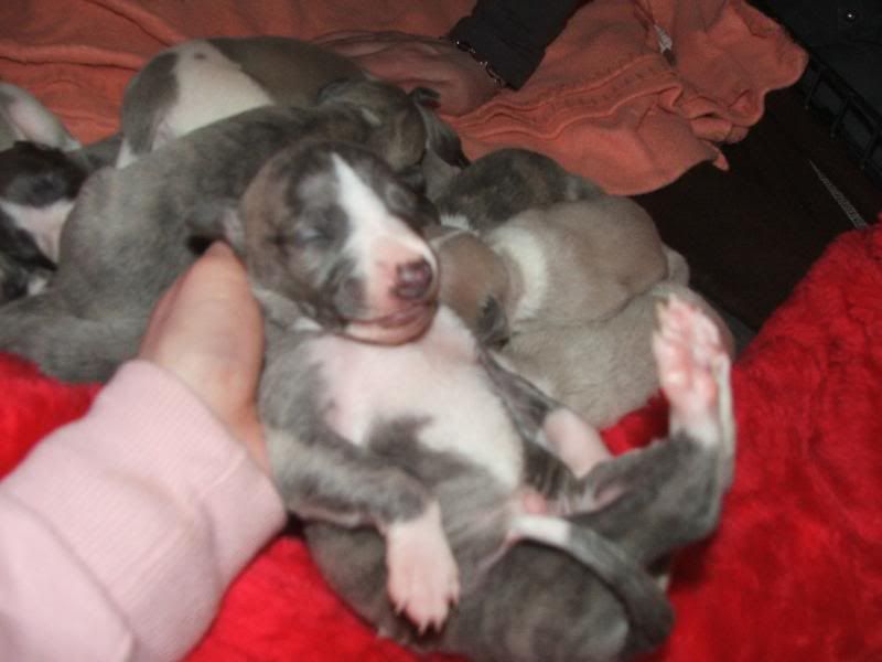 Puppies23rdMarch11days019.jpg