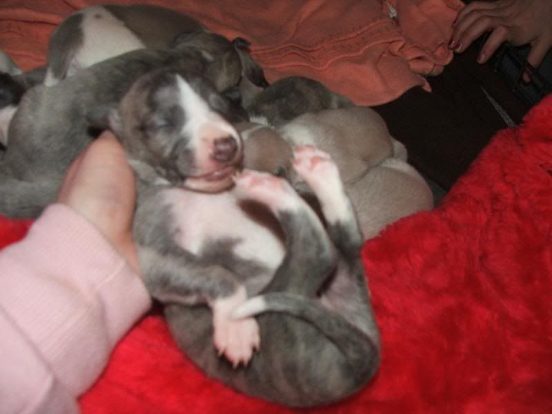 Puppies23rdMarch11days020.jpg