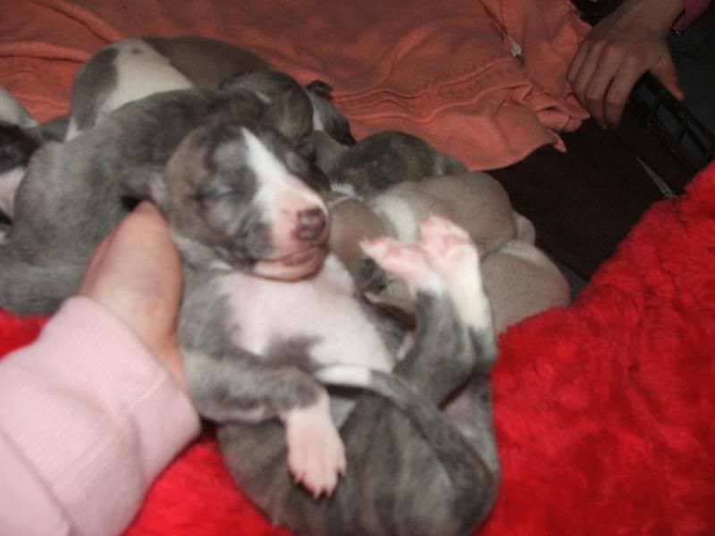 Puppies23rdMarch11days021.jpg