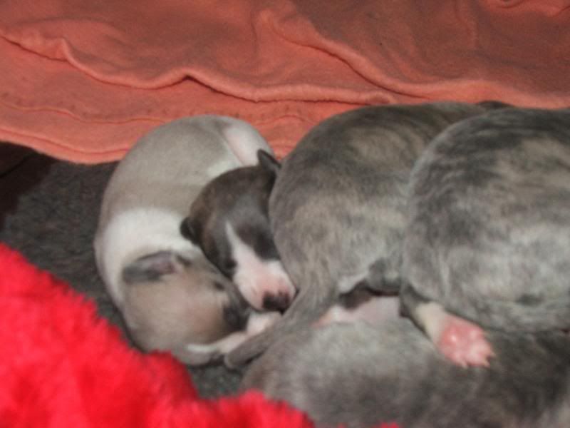 Puppies23rdMarch11days022.jpg