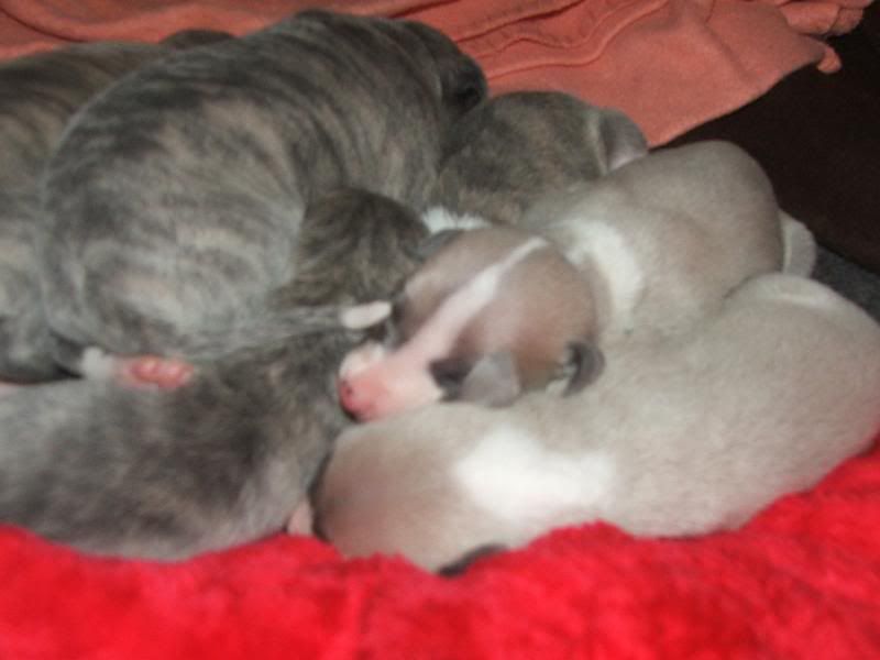 Puppies23rdMarch11days023.jpg