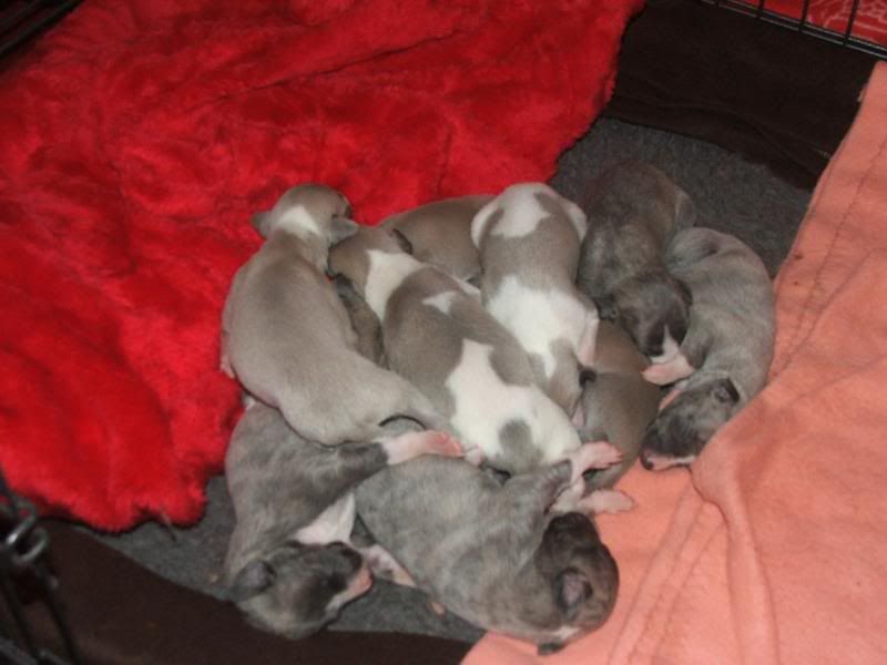 Puppies23rdMarch11days031.jpg