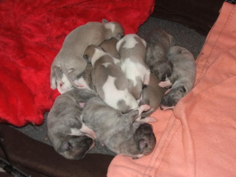 Puppies23rdMarch11days032.jpg