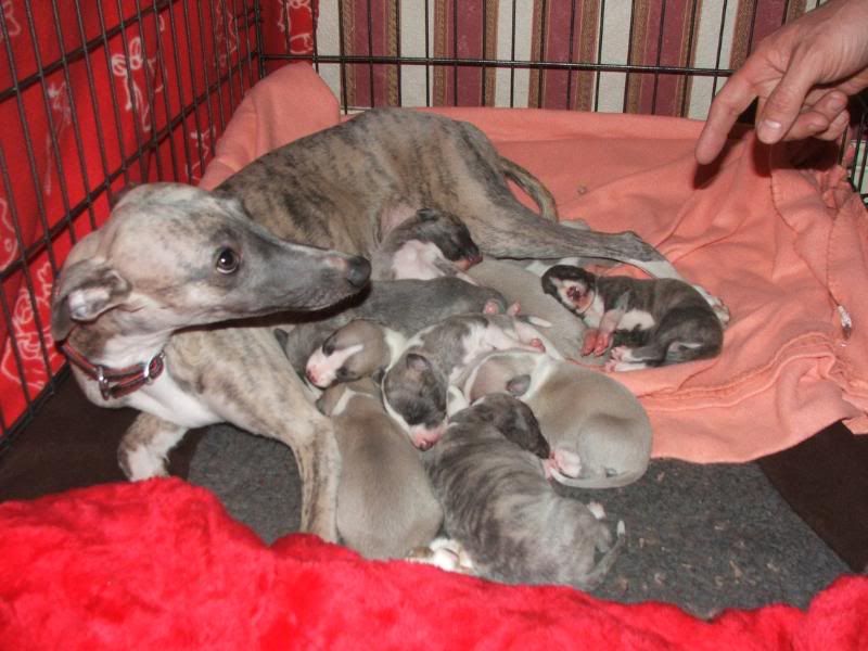 Puppies23rdMarch11days037.jpg