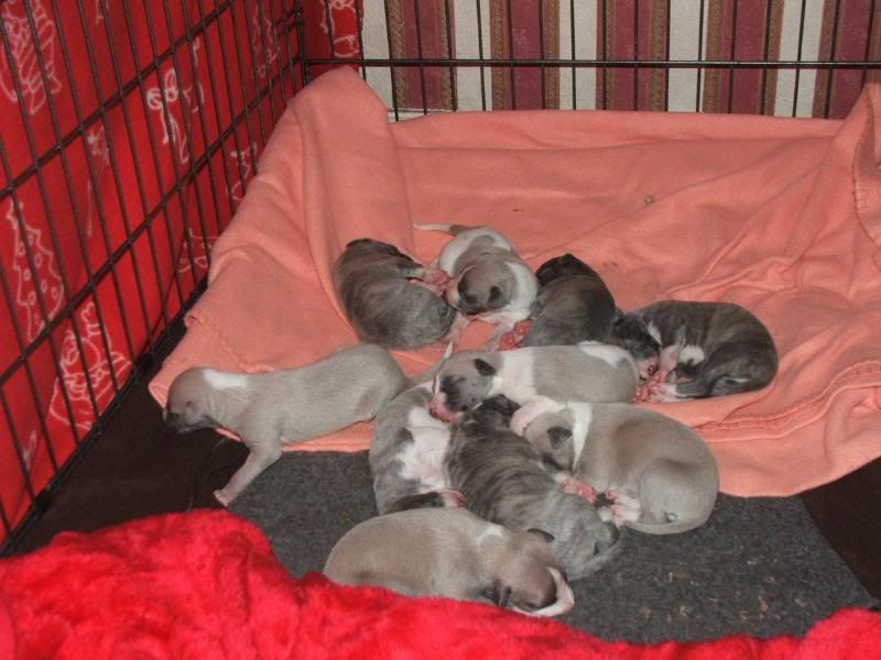 Puppies23rdMarch11days038.jpg