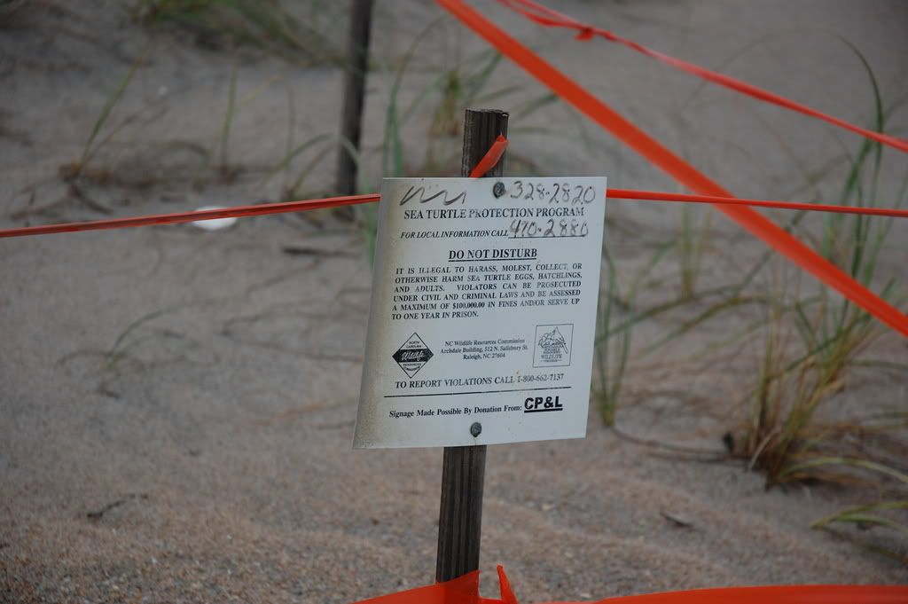 Loggerhead Turtle Nest