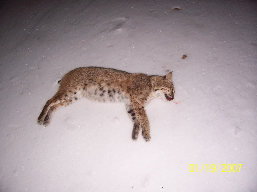 cat2001.jpg