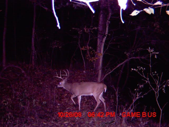 deer003.jpg