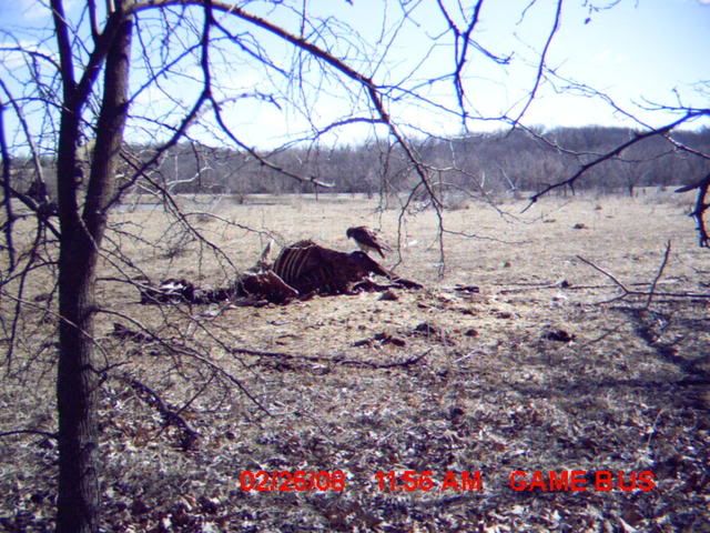 trailcamera008.jpg