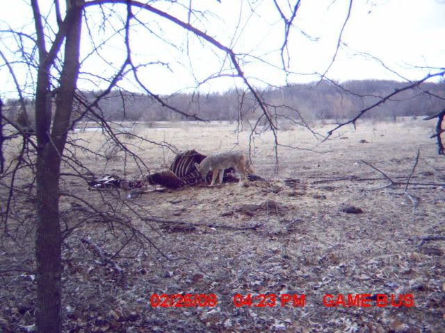 trailcamera011.jpg