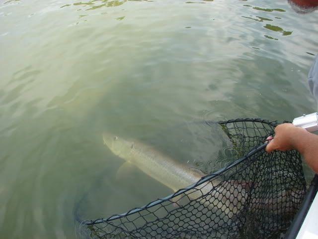 48"er release