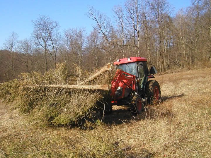 ClearingcedartreeswithKioti.jpg