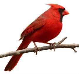 cardenal Pictures, Images and Photos