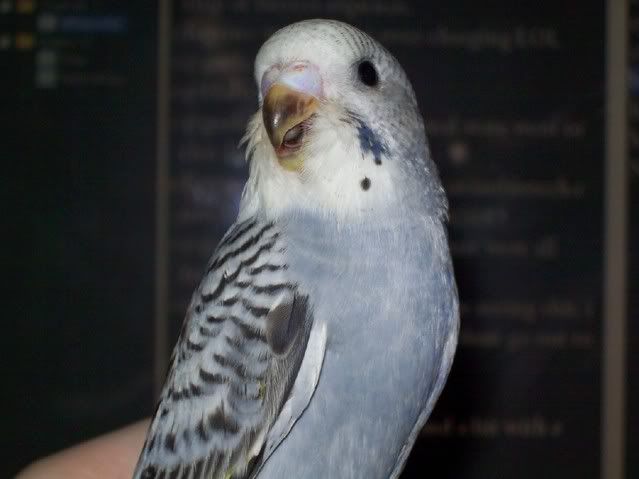 Slate Budgie