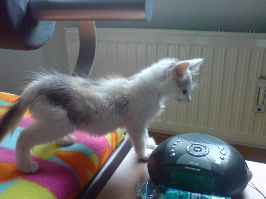 littlePebbles.jpg