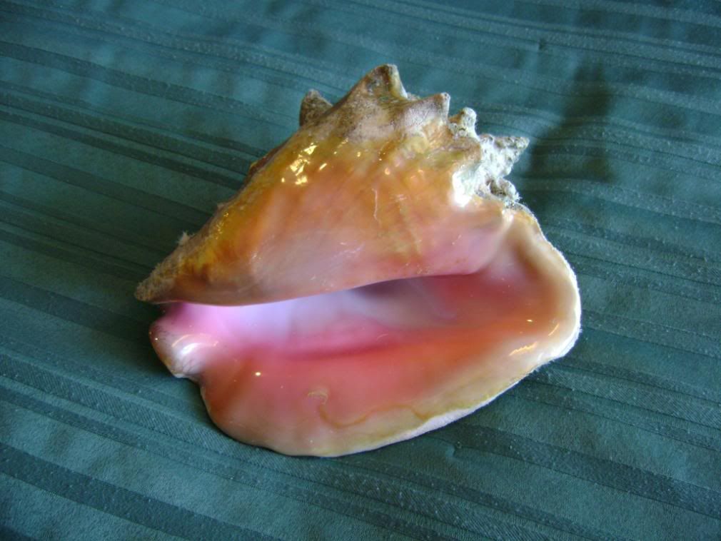 ConchShellGrandCayman2.jpg