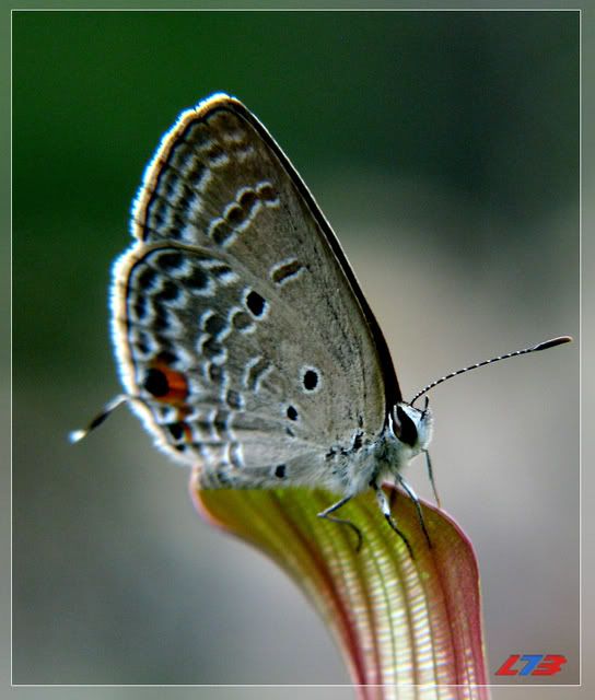 Vài loại Bướm