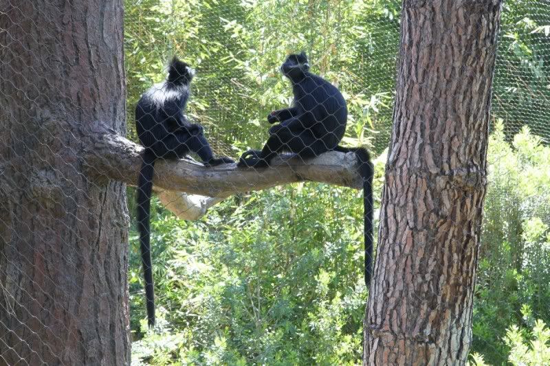 IMAGE: http://i250.photobucket.com/albums/gg252/firebuff7/LA%20Zoo/176834bd.jpg