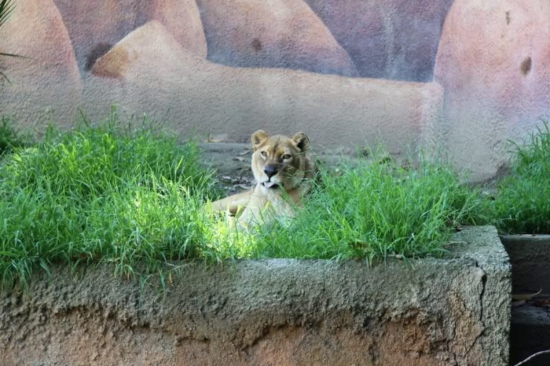 IMAGE: http://i250.photobucket.com/albums/gg252/firebuff7/LA%20Zoo/e3315639.jpg
