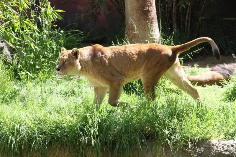 IMAGE: http://i250.photobucket.com/albums/gg252/firebuff7/ae689b9b.jpg