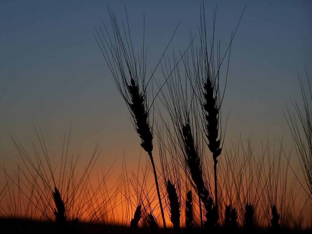 IMAGE: http://i250.photobucket.com/albums/gg252/girardo34/wheat.jpg