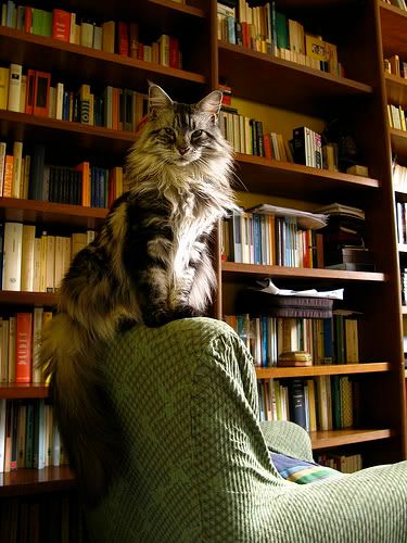Catophile Bibliophile Pictures, Images and Photos