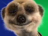 Compare the Meerkat Pictures, Images and Photos