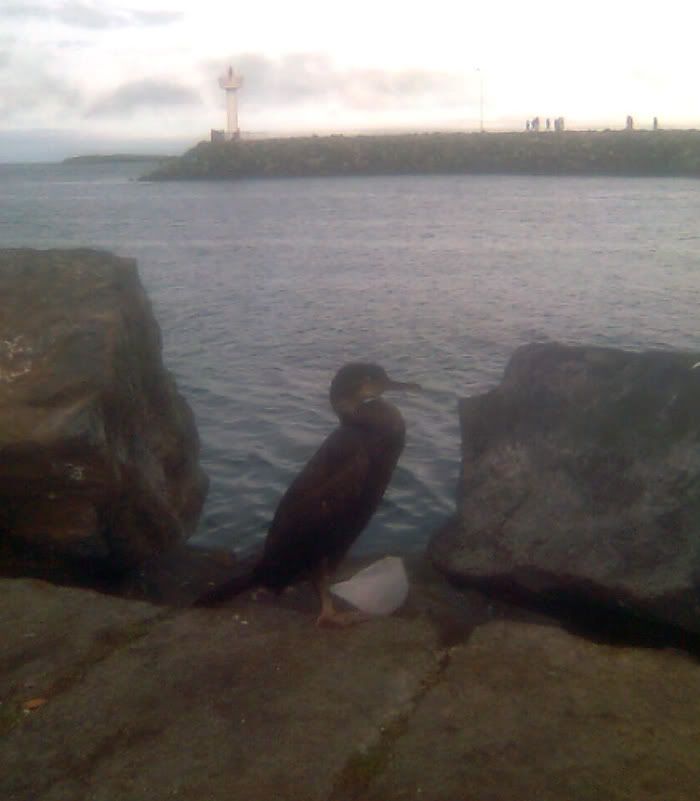 juvenile-cormorant-3.jpg