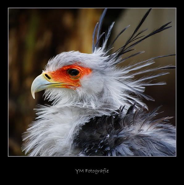 Fotografie