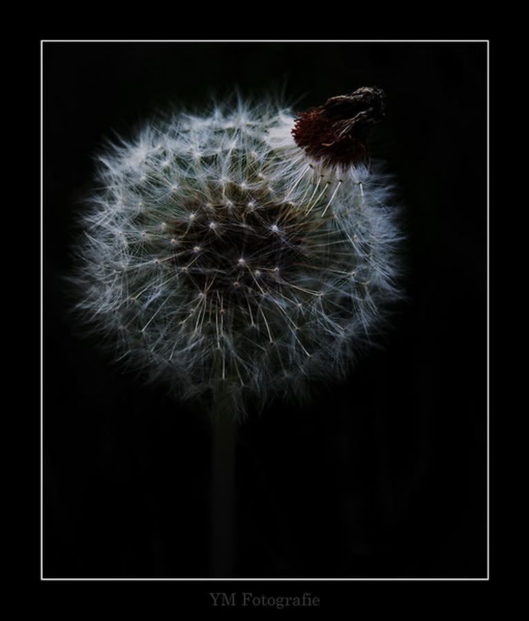 Fotografie