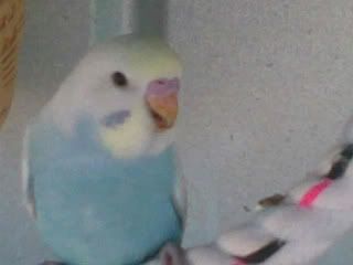 17032008_004_.jpg