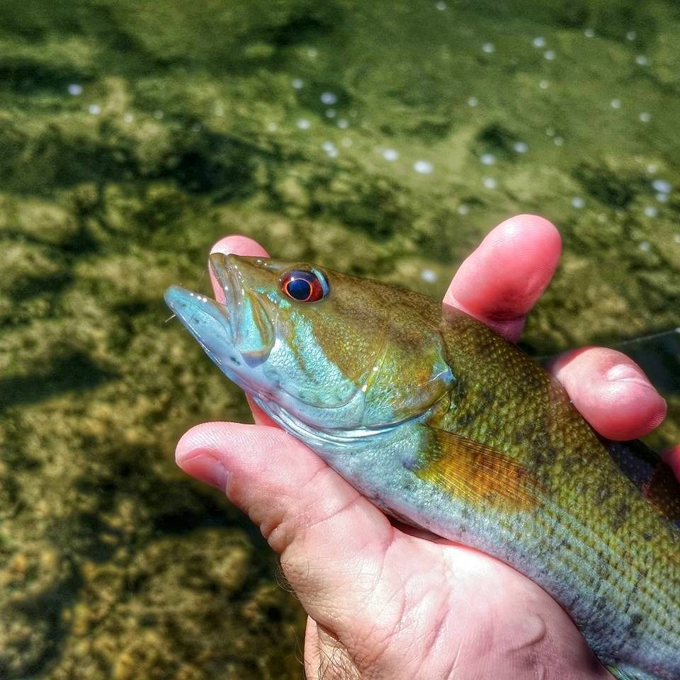The Brookie of the Bass tribe