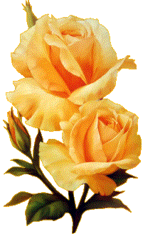 SoftYellowRoses255Fmc.gif picture by misconcursos