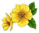 blomma_5.gif picture by misconcursos
